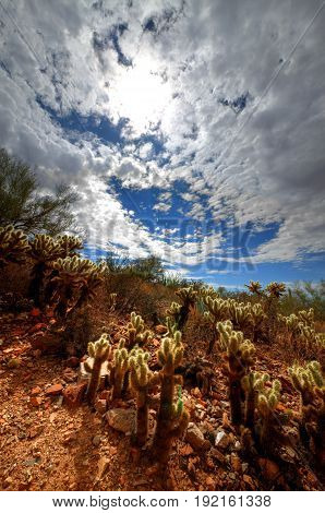 Sun through Clouds with Cholly Cactus on a hillside.