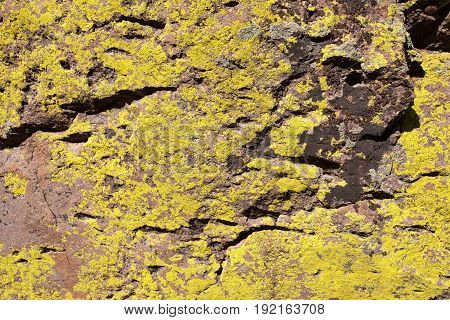 Rock Cracked and Textured with Yellow Lichen
