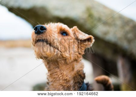 welsh terrier dog looking into the distance on the coast of the White Sea