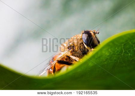 A sopping fluffy hornet sat onto a green leaf to drink