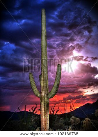 Saguaro Cactus with Monsoon Clouds and Sunset Sky
