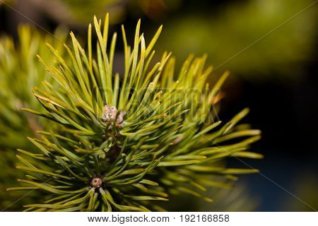 Pine needles in a forest on nature in a macro