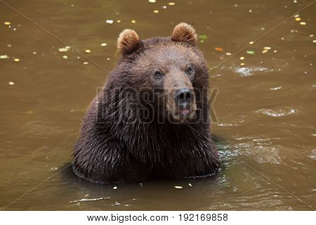 Kamchatka brown bear (Ursus arctos beringianus), also known as the Far Eastern brown bear.