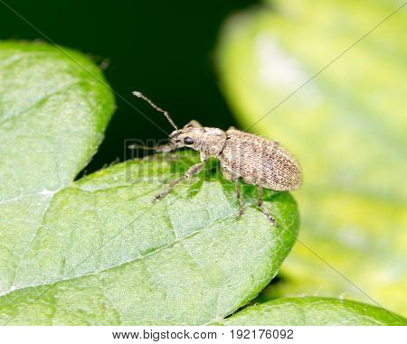 small beetle on a green leaf. close-up