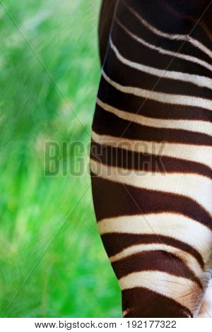 Back view of one half of an Okapi bottom showing the beautiful stripes with blurred abstract green grass and shrubs in the background and space for text.