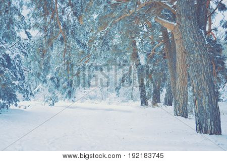 Snow-covered trees plants forest in winter filter, effect. Natural winter Christmas New Year background. Woodland snow under.