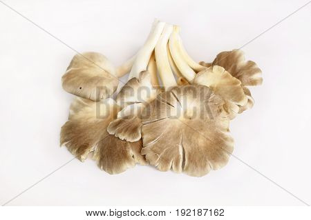 Indian Oyster, Phoenix Mushroom, Lung Oyster on wooden background