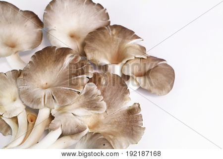 Indian Oyster, Phoenix Mushroom, Lung Oyster on wooden background