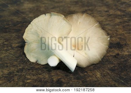Indian Oyster, Phoenix Mushroom, Lung Oyster on wooden background