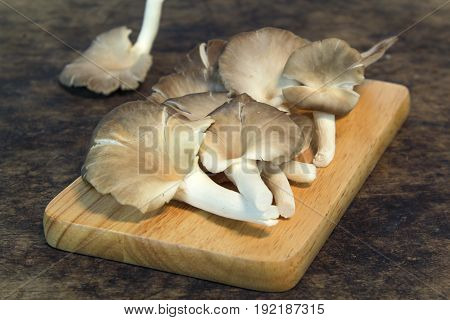 Indian Oyster, Phoenix Mushroom, Lung Oyster on wooden background