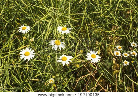 Chamomiles in summer field and green grass