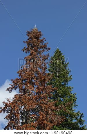 Green big spruce against a blue spring sky and beside her dead dry fir