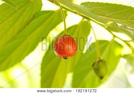 Indian plum on the tree. Flacourtia jangomas Raeusch