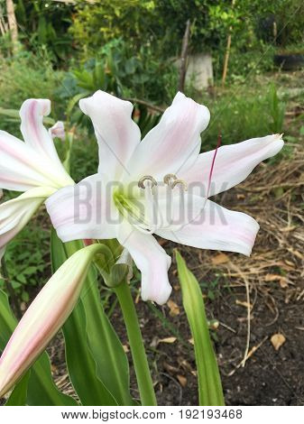 white Crinum latifolium flower in nature garden