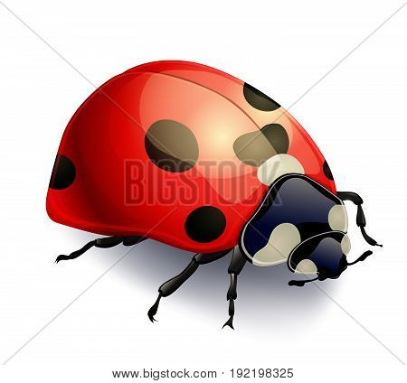 red ladybug isolated on white. realistic vector illustration