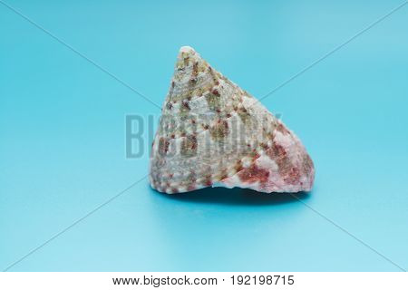 A Calliostoma shell on a blue background
