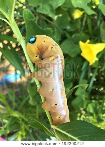 close up brown caterpillar on limb , Pergesa acteus