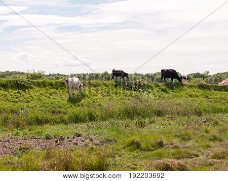 Several Cows Atop The Hilldside On A Path In The Country Farm Land Grass Grazing And Eating Milk Cow