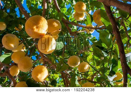 Lemons On Tree