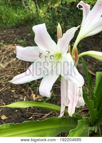white Crinum latifolium flower in nature garden