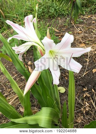 white Crinum latifolium flower in nature garden