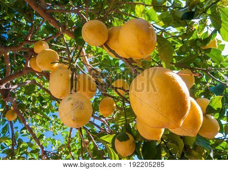 Lemons On Tree