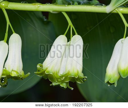 Flowers and buds on blooming polygonatum odoratum angular Solomon's seal close-up selective focus shallow DOF.