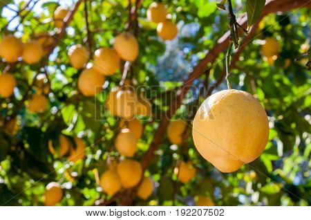 Lemons On Tree
