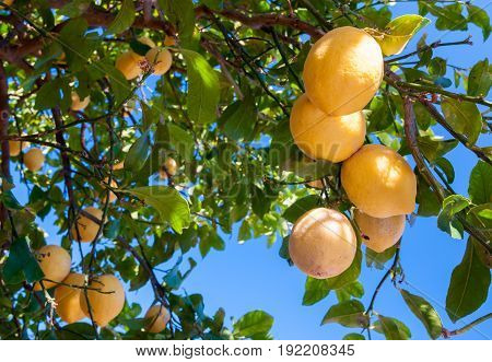 Lemons On Tree