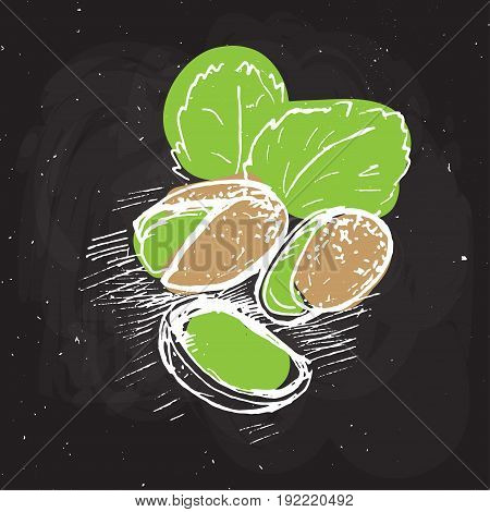 pistachio vector hand draw illustration. Sketched pistachio on black chalk board. pistachio with leaves