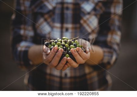 Mid section of female holding olives at farm
