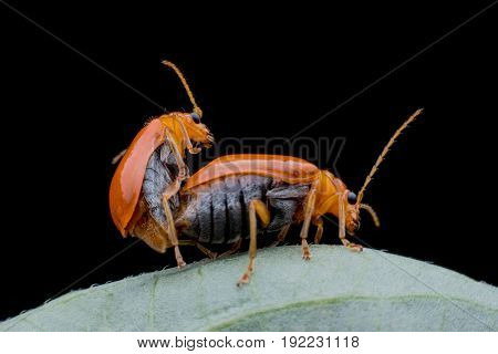 Close up Cucumber or Cucurbit beetle mating on green leaf