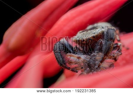 Close up The Wasp-mimic jumping spider or Rhene flavicomans with prey on red Ixora background