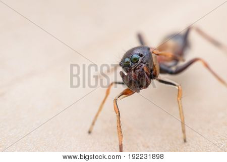 Super macro female Myrmaplata plataleoides or  jumping spider that mimics  the Kerengga or weaver ant on green leaf