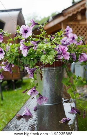 The farbitis purple morning glory (Pharbitis) in a bucket on a wooden stand after a rain . Decorative lilac flowers for decoration outside. The design of the garden colored delicate.