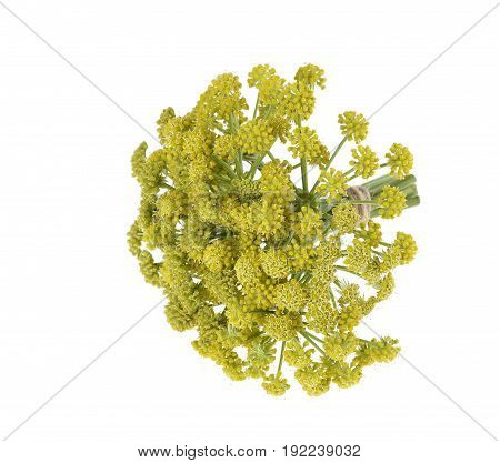 Flowers and leaves of fresh spices (Levisticum officinale)