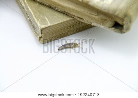Pest Books And Newspapers. Insect Feeding On Paper - Silverfish