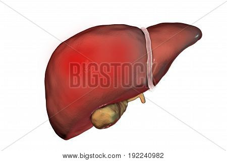 Liver hepatitis. Liver with signs of hepatitis isolated on white background, 3D illustration