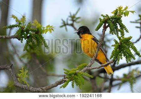 A Baltimore Oriole perched on a budding tree branch