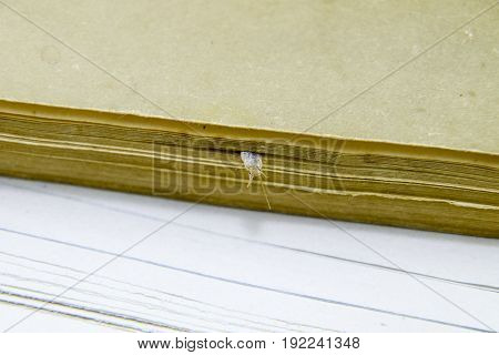 Silverfish Is Crushed By Pages Of The Book. Pest Books And Newspapers. Insect Feeding On Paper - Sil
