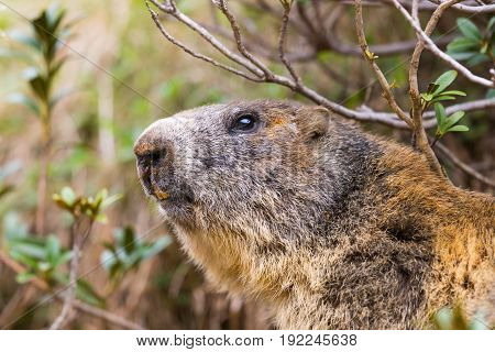 Detailed Outdoor Portrait Of Alpine Groundhog (marmota Monax)