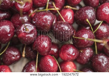 Bright juicy ripe cherry covered with water droplets close-up