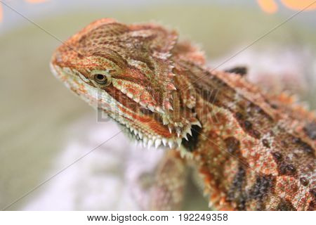 Head Of Lizard