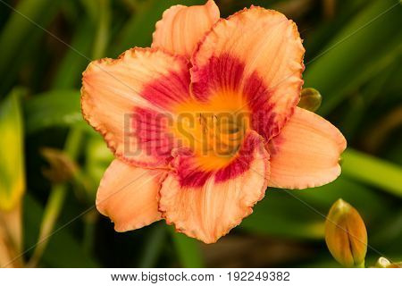 a samon and red lily in the lily garden
