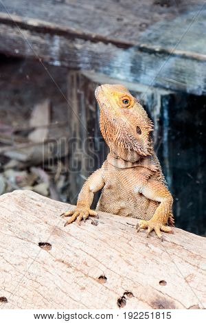 Lizard - Pogona vitticeps - Bearded Agama sits on felled trees at the Australian Zoo Gan Guru in Kibutz Nir David in Israel