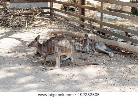 Kangaroos lie on a sunny day on the ground and rest at the Australian Zoo Gan Guru in Kibbutz Nir David in Israel