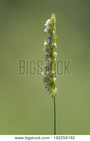 Crested dog's-tail (Cynosurus cristatus) grass in flower. Panicle of plant in the family Poaceae showing stamens of flower in a British meadow