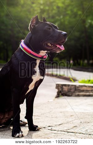 Horizontal portrait Black and white American pit bull terrier in a collar sits and smiles with tongue in the park