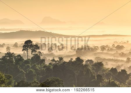 The Forest Around Hin Pad, Khiri Rat Nikhom District, Surat Thani, Thailand..