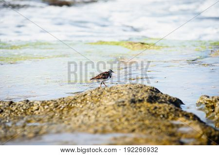 cute birds Little Stint on nature background, on the coast of Torrevieja, Spain